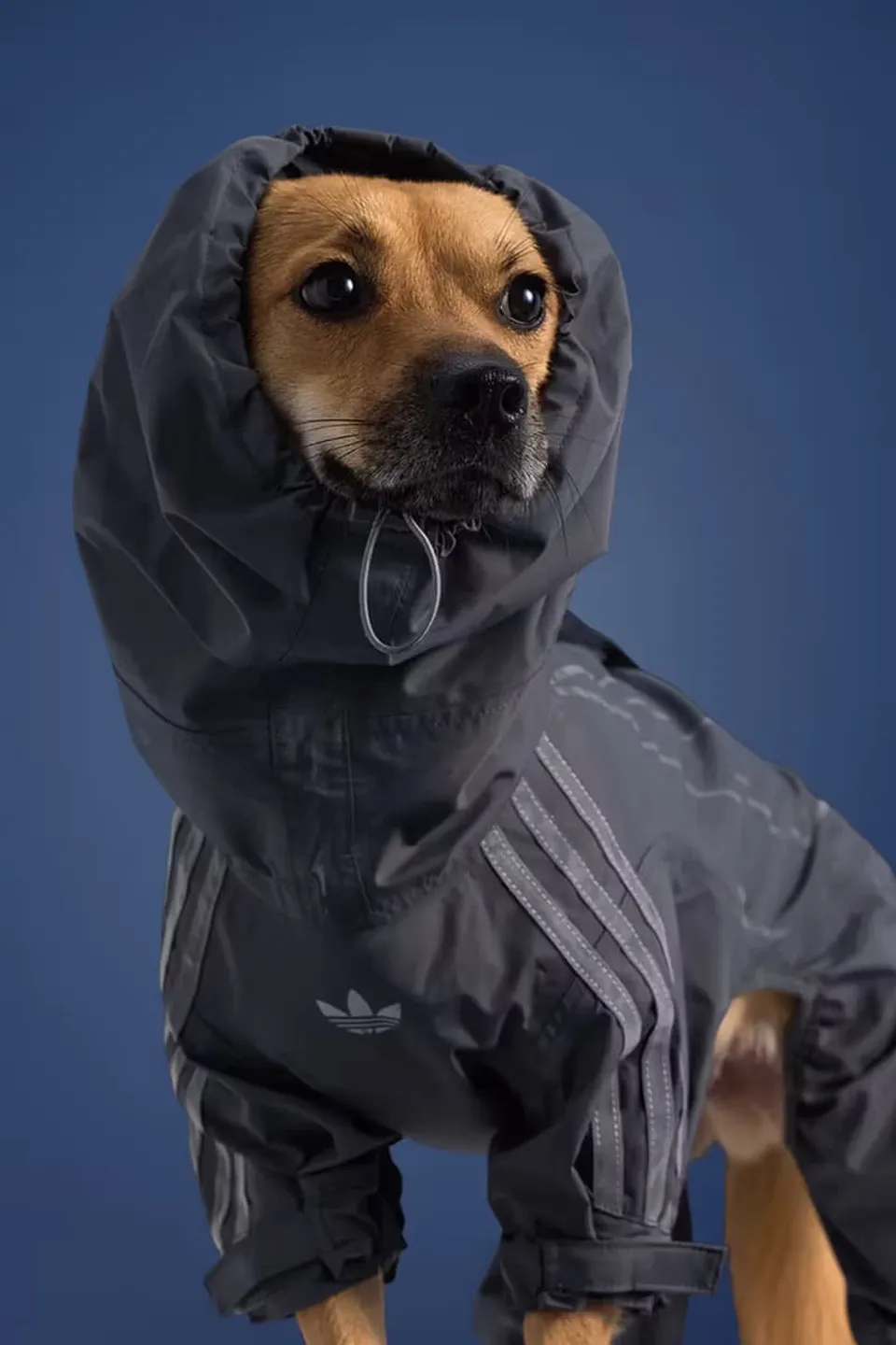adidas-habille-vos-animaux-pour-lautomne-2025-avec-elegance-carousel-1.jpg