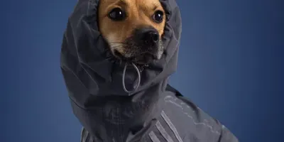 Chien portant un manteau à capuche gris sur fond bleu.