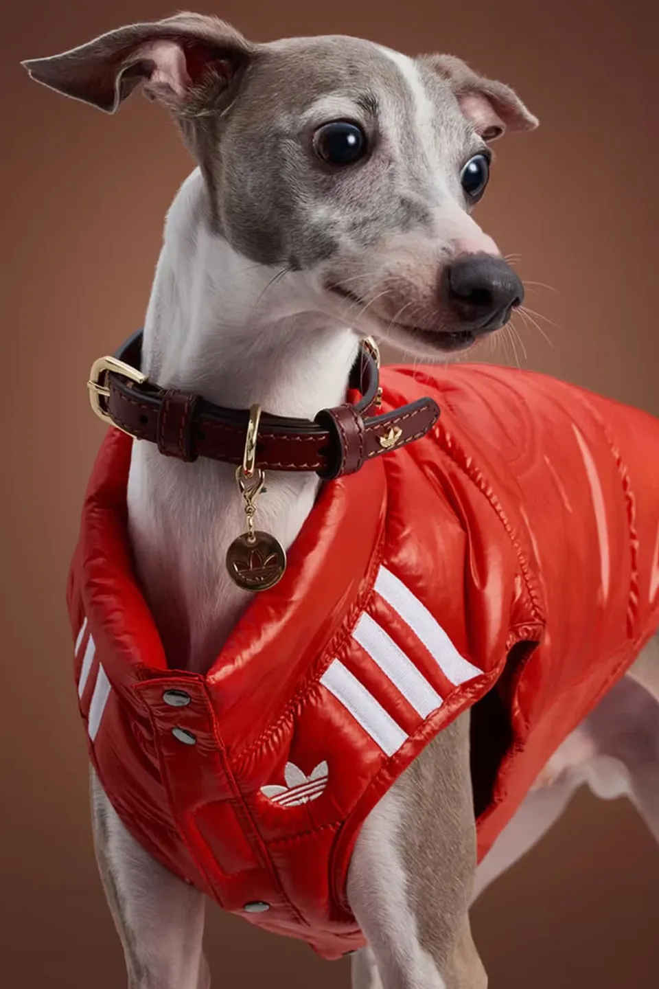 adidas-habille-vos-animaux-pour-lautomne-2025-avec-elegance-carousel-3.jpg