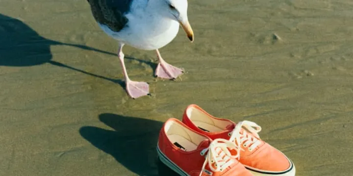 Un goéland et des chaussures rouges sur le sable