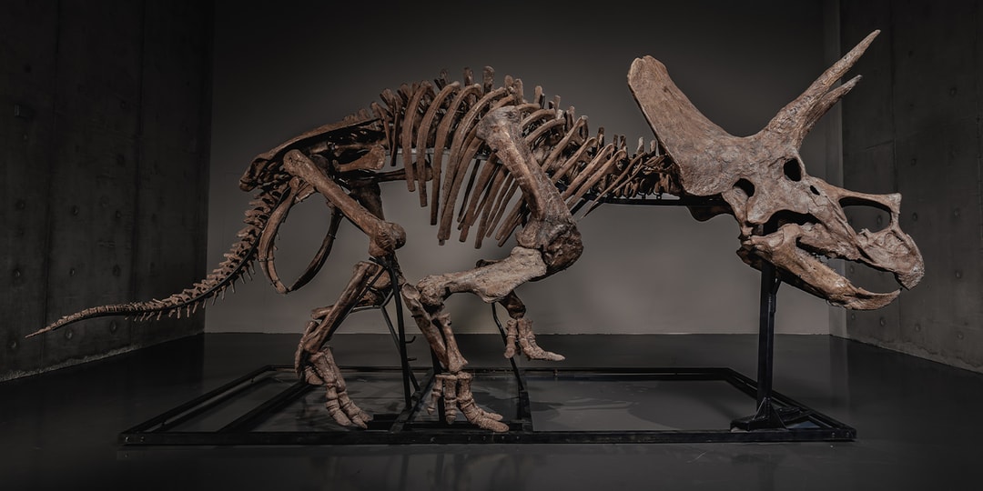 Squelette de dinosaure Triceratops exposé dans un musée.