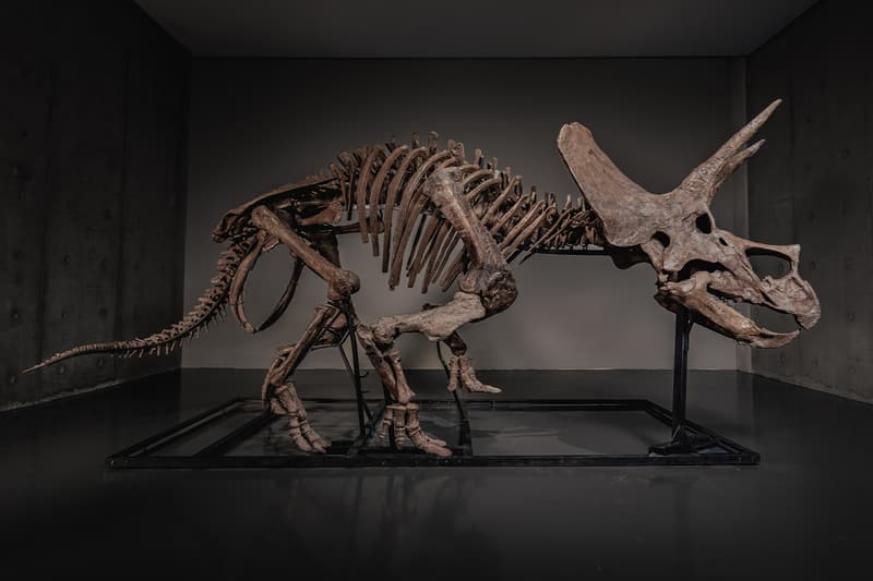 Squelette de dinosaure exposé dans un musée, ressemblant à un Triceratops.