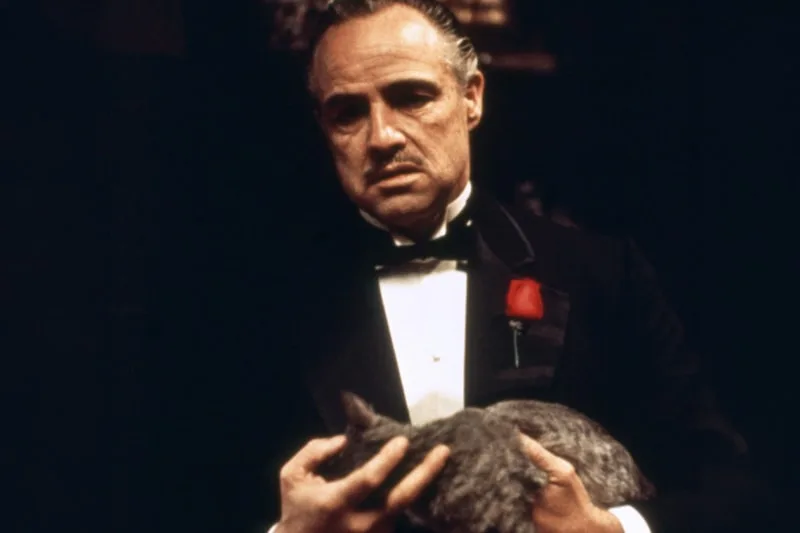 Homme en smoking avec une rose rouge tenant un chat gris.