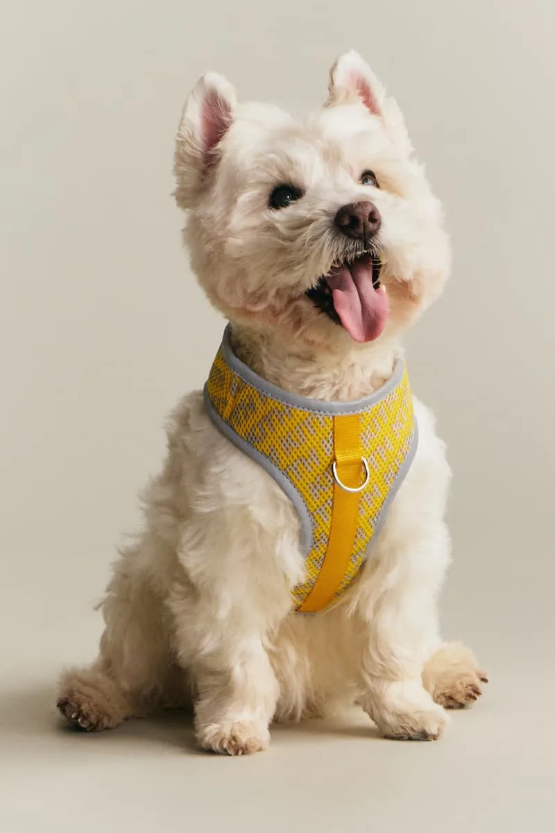kith-et-wagwear-une-collection-sur-mesure-pour-chiens/carousel-12.jpg