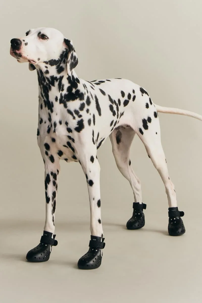 kith-et-wagwear-une-collection-sur-mesure-pour-chiens/carousel-14.jpg