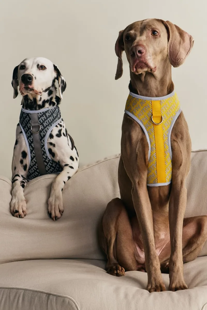 kith-et-wagwear-une-collection-sur-mesure-pour-chiens/carousel-3.jpg