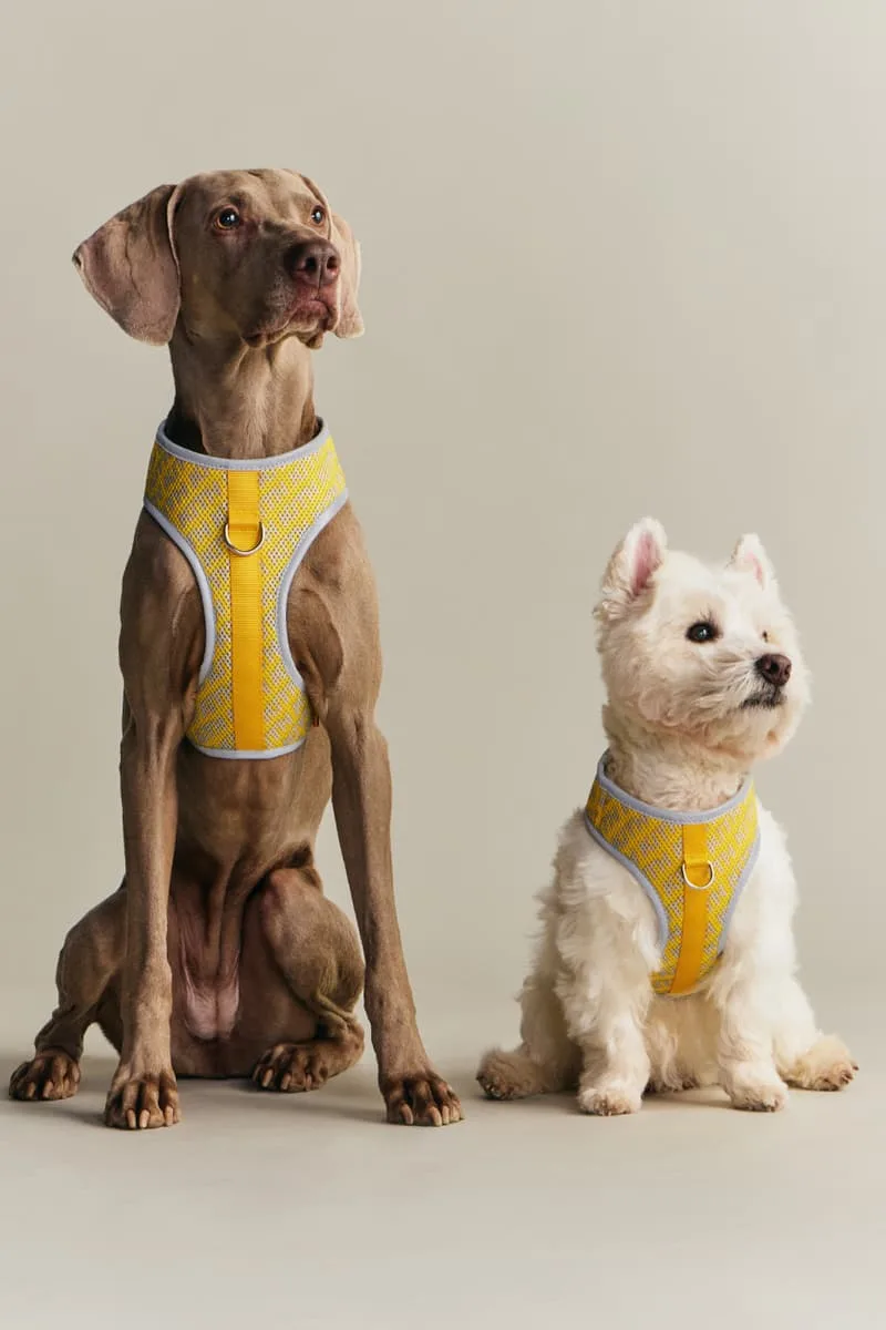 kith-et-wagwear-une-collection-sur-mesure-pour-chiens/carousel-5.jpg