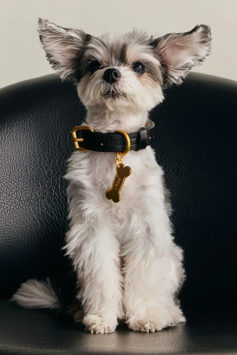 kith-et-wagwear-une-collection-sur-mesure-pour-chiens/carousel-9.jpg