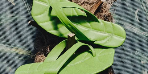Tongs vertes en forme de feuilles sur un fond naturel.