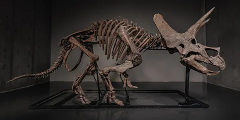 Squelette de dinosaure Triceratops exposé dans un musée.