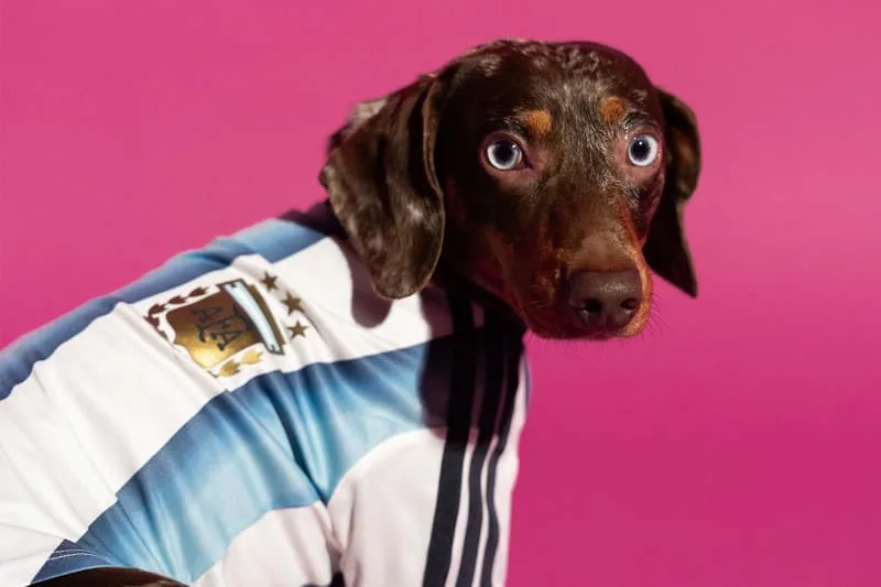 une-collection-adidas-pour-la-coupe-du-monde-2026-celebrant-nos-amis-a-quatre-pattes/carousel-3.jpg