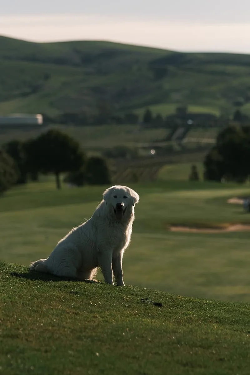 une-matinee-sur-le-green-plongee-au-coeur-du-golf-deagle-vines/carousel-3.jpg